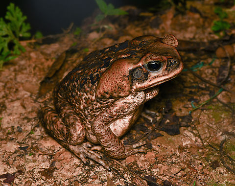 Rhinella marina, Leticia, Colombia A species we encounter in most of our trips. Always huge and always very calm. Cane toad,Colombia,Colombia 2024,Geotagged,Leticia,Rhinella marina,South America,Spring,World
