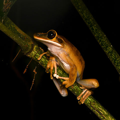 Boana lanciformis, Leticia, Colombia  Boana lanciformis,Colombia,Colombia 2024,Geotagged,Leticia,Rocket Treefrog,South America,Spring,World