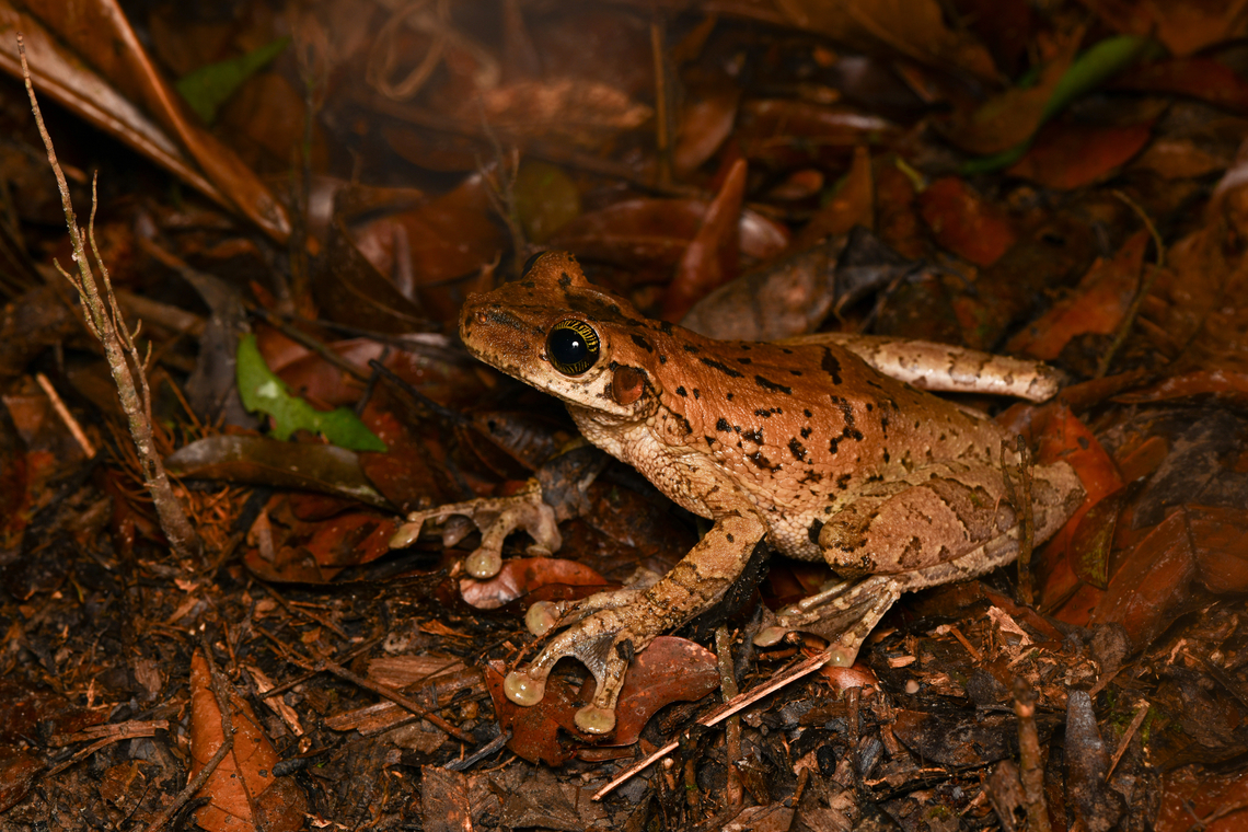 Osteocephalus taurinus, Leticia, Colombia This is a species complex. Colombia,Colombia 2024,Geotagged,Leticia,Manaus slender-legged tree frog,Osteocephalus taurinus,South America,Spring,World