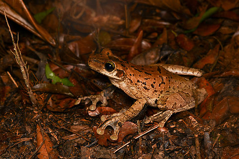 Osteocephalus taurinus, Leticia, Colombia This is a species complex. Colombia,Colombia 2024,Geotagged,Leticia,Manaus slender-legged tree frog,Osteocephalus taurinus,South America,Spring,World