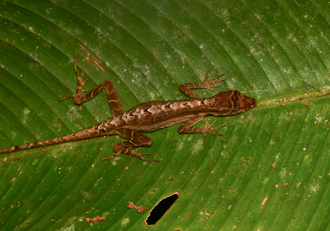 Common Forest Anole, Leticia, Colombia  Anolis trachyderma,Colombia,Colombia 2024,Common Forest Anole,Geotagged,Leticia,South America,Spring,World