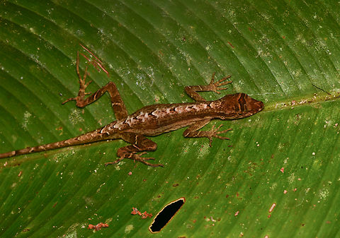 Common Forest Anole, Leticia, Colombia  Anolis trachyderma,Colombia,Colombia 2024,Common Forest Anole,Geotagged,Leticia,South America,Spring,World