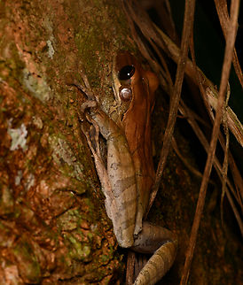 Osteocephalus taurinus in tree, Leticia, Colombia  Colombia,Colombia 2024,Geotagged,Leticia,Manaus slender-legged tree frog,Osteocephalus taurinus,South America,Spring,World