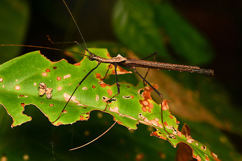 Pseudophasma bispinosum, Leticia, Colombia  Colombia,Colombia 2024,Geotagged,Leticia,Pseudophasma bispinosum,South America,Spring,World
