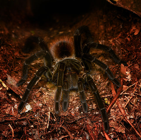 Megaphobema velvetosoma, Leticia, Colombia  Colombia,Colombia 2024,Ecuadorian Brown Velvet Tarantula,Geotagged,Leticia,Megaphobema velvetosoma,South America,Spring,World