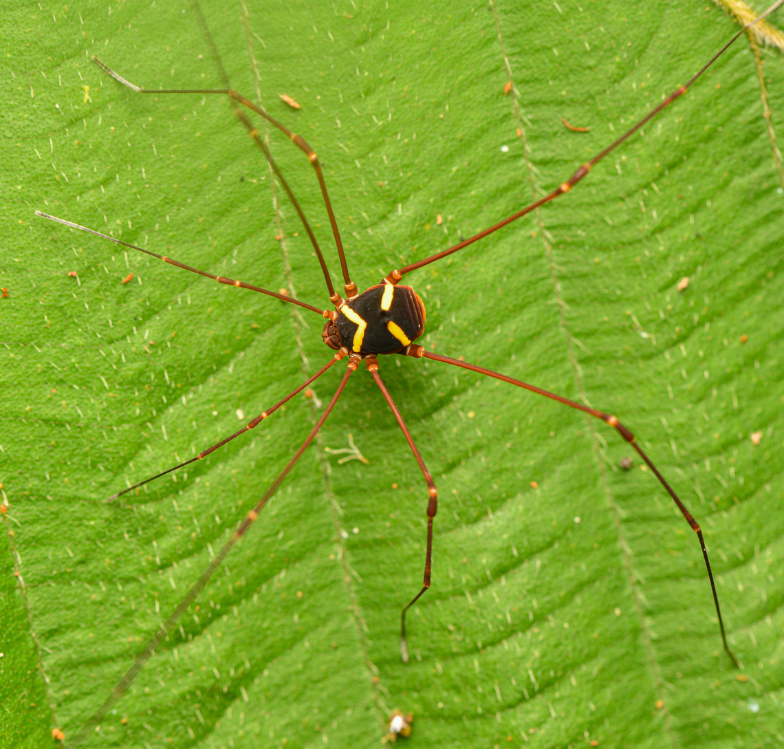 Paecilaema argentinoi, Leticia, Colombia  Colombia,Colombia 2024,Geotagged,Leticia,Paecilaema argentinoi,South America,Spring,World