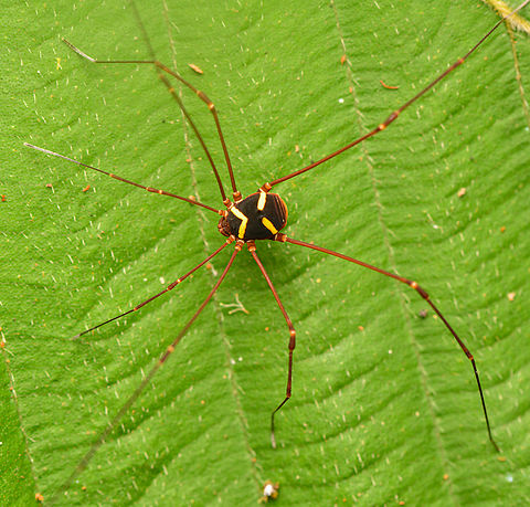 Paecilaema argentinoi
