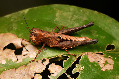 Tribe Phaeopariini, Leticia, Colombia  Colombia,Colombia 2024,Geotagged,Leticia,South America,Spring,World