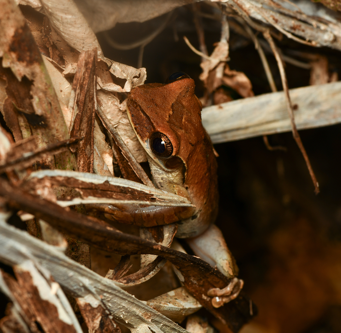 Osteocephalus taurinus, Leticia, Colombia  Colombia,Colombia 2024,Geotagged,Leticia,Manaus slender-legged tree frog,Osteocephalus taurinus,South America,Spring,World