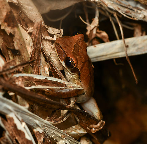 Osteocephalus taurinus, Leticia, Colombia  Colombia,Colombia 2024,Geotagged,Leticia,Manaus slender-legged tree frog,Osteocephalus taurinus,South America,Spring,World