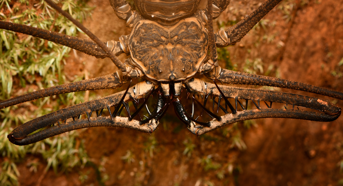 Heterophrynus batesii, Leticia, Colombia  Colombia,Colombia 2024,Geotagged,Heterophrynus batesii,Leticia,South America,Spring,World