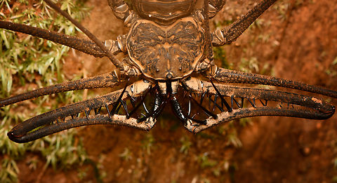 Heterophrynus batesii, Leticia, Colombia  Colombia,Colombia 2024,Geotagged,Heterophrynus batesii,Leticia,South America,Spring,World