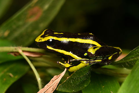 Three-striped Poison Frog, Leticia, Colombia https://www.jungledragon.com/image/167857/ameerega_trivittatus_leticia_colombia.html Ameerega trivittatus,Colombia,Colombia 2024,Geotagged,Leticia,South America,Spring,Three-striped Poison Frog,World