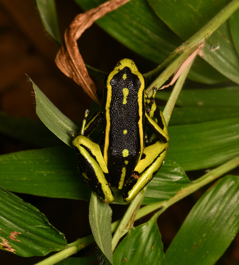 Ameerega trivittatus, Leticia, Colombia <figure class="photo"><a href="https://www.jungledragon.com/image/167856/three-striped_poison_frog_leticia_colombia.html" title="Three-striped Poison Frog, Leticia, Colombia"><img src="https://s3.amazonaws.com/media.jungledragon.com/images/2/167856_thumb.jpg?AWSAccessKeyId=05GMT0V3GWVNE7GGM1R2&Expires=1759968010&Signature=elzJYpJENsOZONm8SvjCZPFzm4c%3D" width="200" height="134" alt="Three-striped Poison Frog, Leticia, Colombia https://www.jungledragon.com/image/167857/ameerega_trivittatus_leticia_colombia.html Ameerega trivittatus,Colombia,Colombia 2024,Geotagged,Leticia,South America,Spring,Three-striped Poison Frog,World" /></a></figure> Ameerega trivittatus,Colombia,Colombia 2024,Geotagged,Leticia,South America,Spring,Three-striped Poison Frog,World