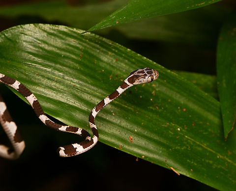 Common Blunt-headed Tree Snake, Leticia, Colombia  Colombia,Colombia 2024,Common Blunt-headed Tree Snake,Geotagged,Imantodes cenchoa,Leticia,South America,Spring,World