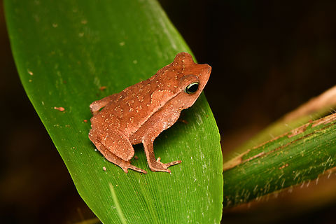 Rhinella margaritifera, Leticia, Colombia  Colombia,Colombia 2024,Geotagged,Leticia,Rhinella margaritifera,South America,South American common toad,Spring,World