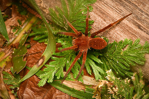 Ancylometes rufus, Leticia, Colombia  Ancylometes rufus,Colombia,Colombia 2024,Geotagged,Leticia,South America,Spring,World