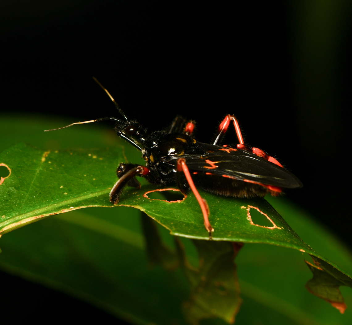 Beharus cylindripes, Leticia, Colombia  Beharus cylindripes,Colombia,Colombia 2024,Geotagged,Leticia,South America,Spring,World