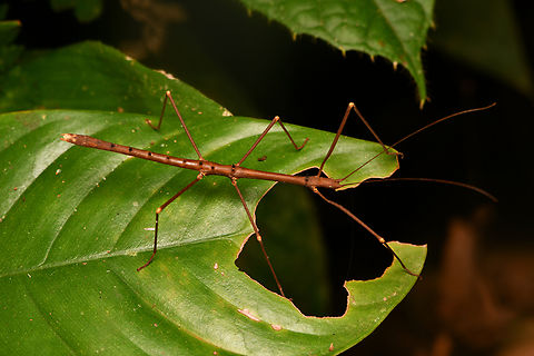 Paraceroys sp., Leticia, Colombia  Colombia,Colombia 2024,Geotagged,Leticia,South America,Spring,World