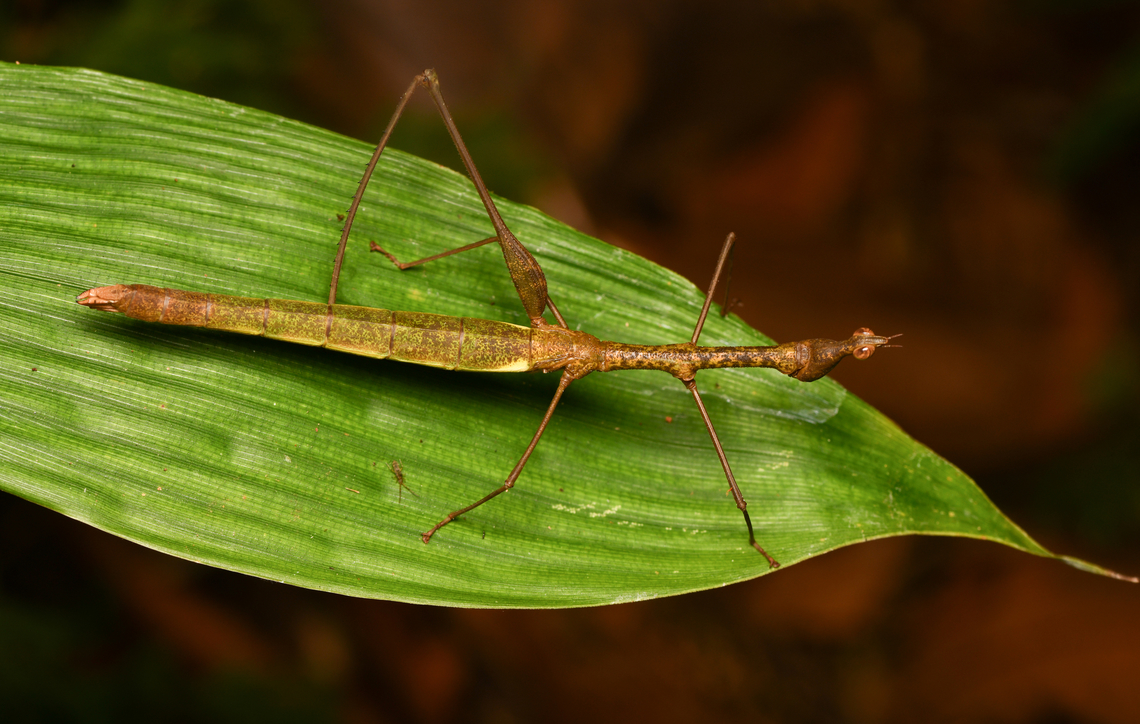 Apioscelis tuberculata, Leticia, Colombia <figure class="photo"><a href="https://www.jungledragon.com/image/167864/apioscelis_tuberculata_-_head_leticia_colombia.html" title="Apioscelis tuberculata - head, Leticia, Colombia"><img src="https://s3.amazonaws.com/media.jungledragon.com/images/2/167864_thumb.jpg?AWSAccessKeyId=05GMT0V3GWVNE7GGM1R2&Expires=1767225610&Signature=FYK49yf7APXf9GbFoE%2BAkYKIJww%3D" width="200" height="134" alt="Apioscelis tuberculata - head, Leticia, Colombia https://www.jungledragon.com/image/167863/apioscelis_tuberculata_leticia_colombia.html Apioscelis tuberculata,Colombia,Colombia 2024,Geotagged,Leticia,South America,Spring,World" /></a></figure> Apioscelis tuberculata,Colombia,Colombia 2024,Geotagged,Leticia,South America,Spring,World