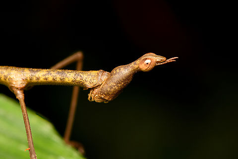 Apioscelis tuberculata - head, Leticia, Colombia https://www.jungledragon.com/image/167863/apioscelis_tuberculata_leticia_colombia.html Apioscelis tuberculata,Colombia,Colombia 2024,Geotagged,Leticia,South America,Spring,World