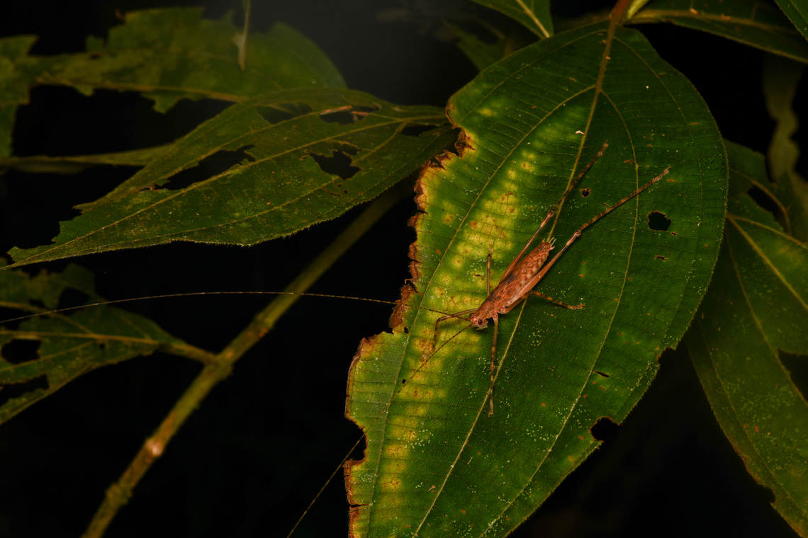 Katydid, Leticia, Colombia  Colombia,Colombia 2024,Geotagged,Leticia,South America,Spring,World