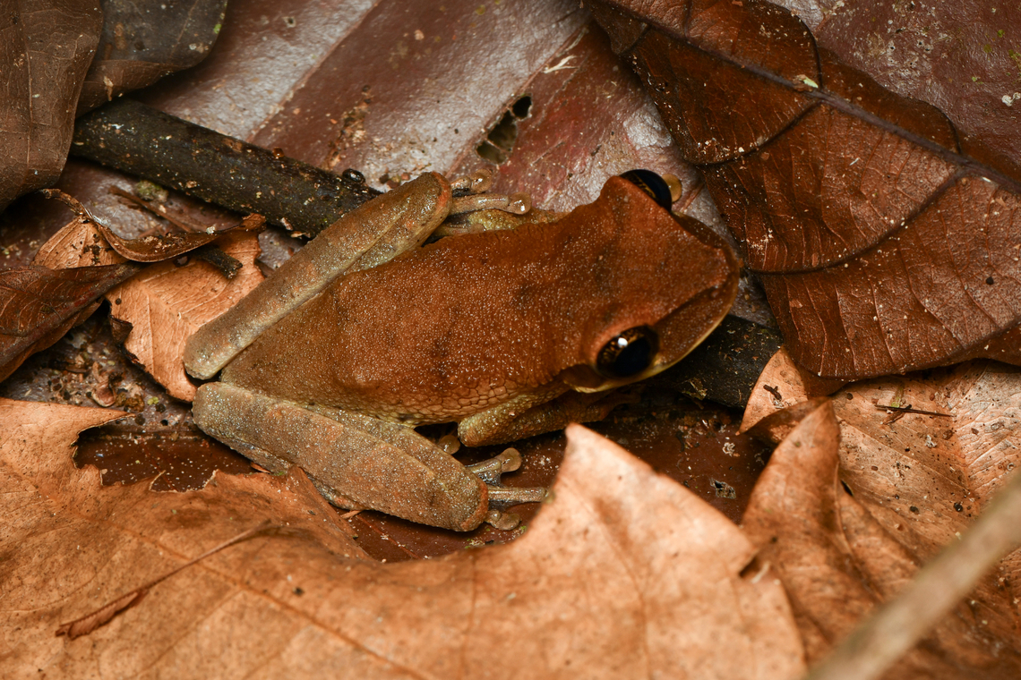 Osteocephalus planiceps in leaf litter, Leticia, Colombia Tentative ID. Colombia,Colombia 2024,Flat-headed Bromeliad Treefrog,Geotagged,Leticia,Osteocephalus planiceps,South America,Spring,World
