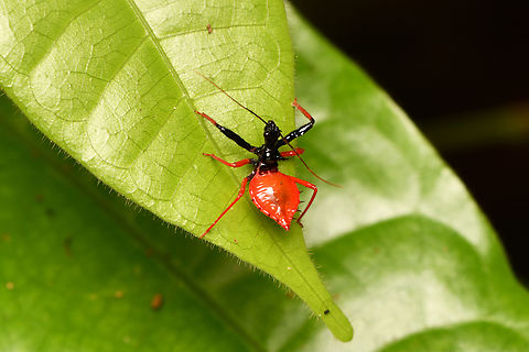 Erbessus rufiventris, Leticia, Colombia Nymph. Colombia,Colombia 2024,Erbessus rufiventris,Geotagged,Leticia,South America,Spring,World