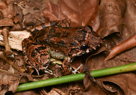 Leptodactylus petersii, Leticia, Colombia  Colombia,Colombia 2024,Geotagged,Leptodactylus petersii,Leticia,Peter's Jungle Frog,South America,Spring,World