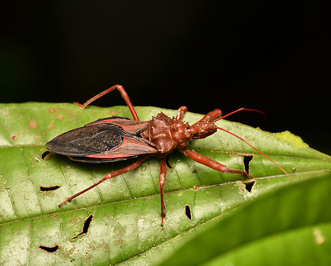 Erbessus grossus, Leticia, Colombia  Colombia,Colombia 2024,Erbessus grossus,Geotagged,Leticia,South America,Spring,World