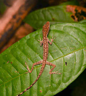 Anolis fuscoauratus, Leticia, Colombia  Anolis fuscoauratus,Brown-eared Anole,Colombia,Colombia 2024,Geotagged,Leticia,South America,Spring,World