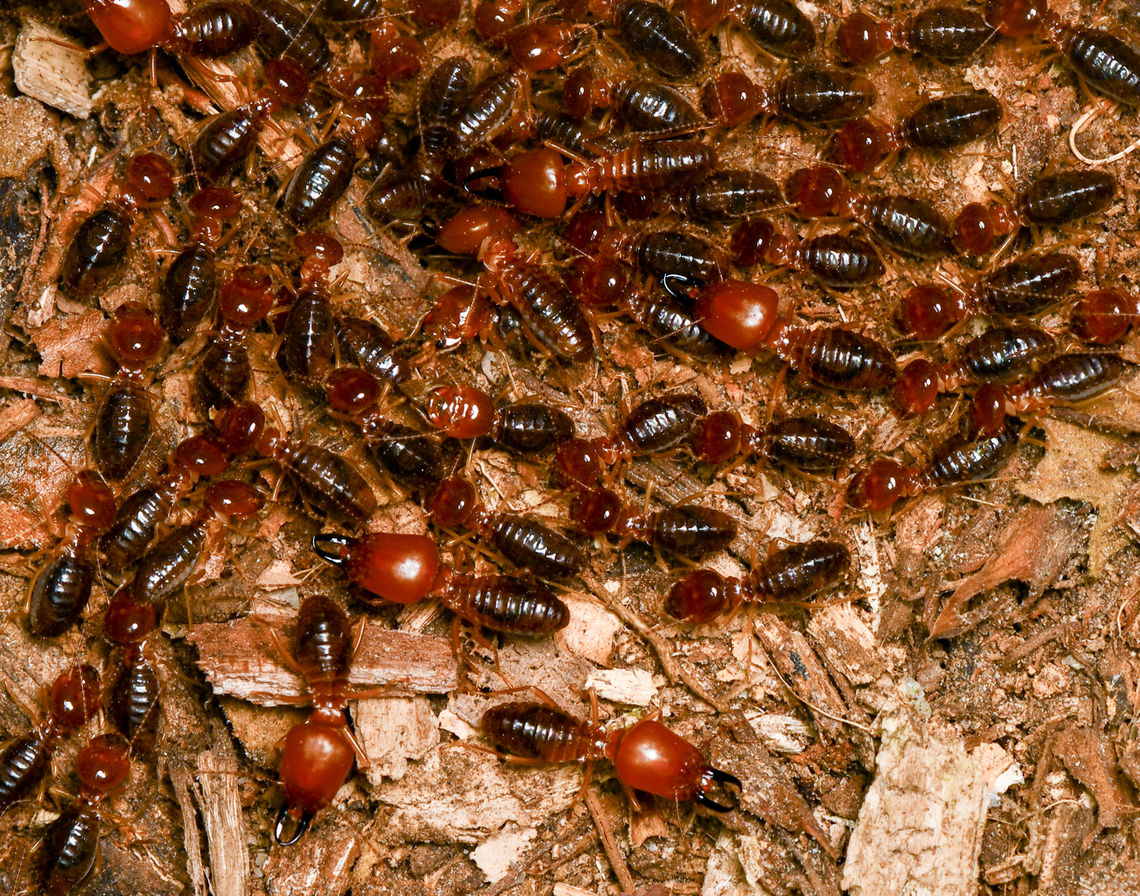 Syntermes spinosus, Leticia, Colombia Termites on a nocturnal rush. They&#039;re all blind. The soldiers have the oversized head.<br />
<figure class="photo"><a href="https://www.jungledragon.com/image/167880/syntermes_spinosus_leticia_colombia.html" title="Syntermes spinosus, Leticia, Colombia"><img src="https://s3.amazonaws.com/media.jungledragon.com/images/2/167880_thumb.jpg?AWSAccessKeyId=05GMT0V3GWVNE7GGM1R2&Expires=1759968010&Signature=AuytvOiJRLcJ%2FFm808xscTUxJ9g%3D" width="200" height="134" alt="Syntermes spinosus, Leticia, Colombia Termites on a nocturnal rush. They&#039;re all blind. The soldiers have the oversized head.<br />
https://www.jungledragon.com/image/167879/syntermes_spinosus_leticia_colombia.html Colombia,Colombia 2024,Geotagged,Leticia,South America,Spring,Syntermes spinosus,World" /></a></figure> Colombia,Colombia 2024,Geotagged,Leticia,South America,Spring,Syntermes spinosus,World