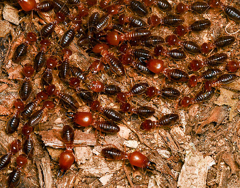 Syntermes spinosus, Leticia, Colombia Termites on a nocturnal rush. They're all blind. The soldiers have the oversized head.
https://www.jungledragon.com/image/167880/syntermes_spinosus_leticia_colombia.html Colombia,Colombia 2024,Geotagged,Leticia,South America,Spring,Syntermes spinosus,World