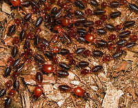 Syntermes spinosus, Leticia, Colombia Termites on a nocturnal rush. They're all blind. The soldiers have the oversized head.<br />
https://www.jungledragon.com/image/167880/syntermes_spinosus_leticia_colombia.html Colombia,Colombia 2024,Geotagged,Leticia,South America,Spring,Syntermes spinosus,World
