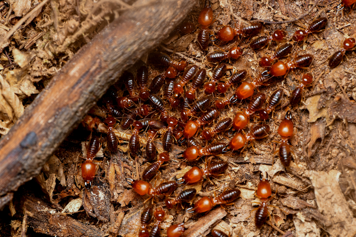 Syntermes spinosus, Leticia, Colombia Termites on a nocturnal rush. They&#039;re all blind. The soldiers have the oversized head.<br />
<figure class="photo"><a href="https://www.jungledragon.com/image/167879/syntermes_spinosus_leticia_colombia.html" title="Syntermes spinosus, Leticia, Colombia"><img src="https://s3.amazonaws.com/media.jungledragon.com/images/2/167879_thumb.jpg?AWSAccessKeyId=05GMT0V3GWVNE7GGM1R2&Expires=1759968010&Signature=8esh8xxz3XX6u21m4zGV7fOOiv0%3D" width="200" height="158" alt="Syntermes spinosus, Leticia, Colombia Termites on a nocturnal rush. They&#039;re all blind. The soldiers have the oversized head.<br />
https://www.jungledragon.com/image/167880/syntermes_spinosus_leticia_colombia.html Colombia,Colombia 2024,Geotagged,Leticia,South America,Spring,Syntermes spinosus,World" /></a></figure> Colombia,Colombia 2024,Geotagged,Leticia,South America,Spring,Syntermes spinosus,World