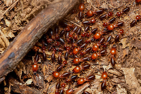 Syntermes spinosus, Leticia, Colombia Termites on a nocturnal rush. They're all blind. The soldiers have the oversized head.
https://www.jungledragon.com/image/167879/syntermes_spinosus_leticia_colombia.html Colombia,Colombia 2024,Geotagged,Leticia,South America,Spring,Syntermes spinosus,World
