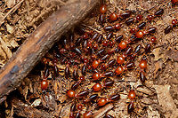 Syntermes spinosus, Leticia, Colombia Termites on a nocturnal rush. They're all blind. The soldiers have the oversized head.<br />
https://www.jungledragon.com/image/167879/syntermes_spinosus_leticia_colombia.html Colombia,Colombia 2024,Geotagged,Leticia,South America,Spring,Syntermes spinosus,World