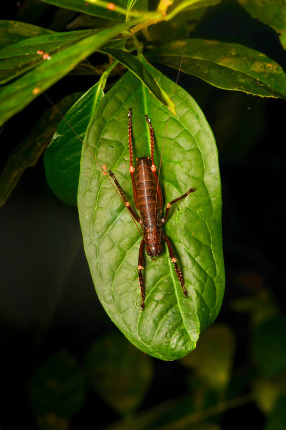 Panoploscelis specularis, Leticia, Colombia We meet it again, the mega-sized cricket! Colombia,Colombia 2024,Geotagged,Leticia,Panoploscelis specularis,South America,Spring,World