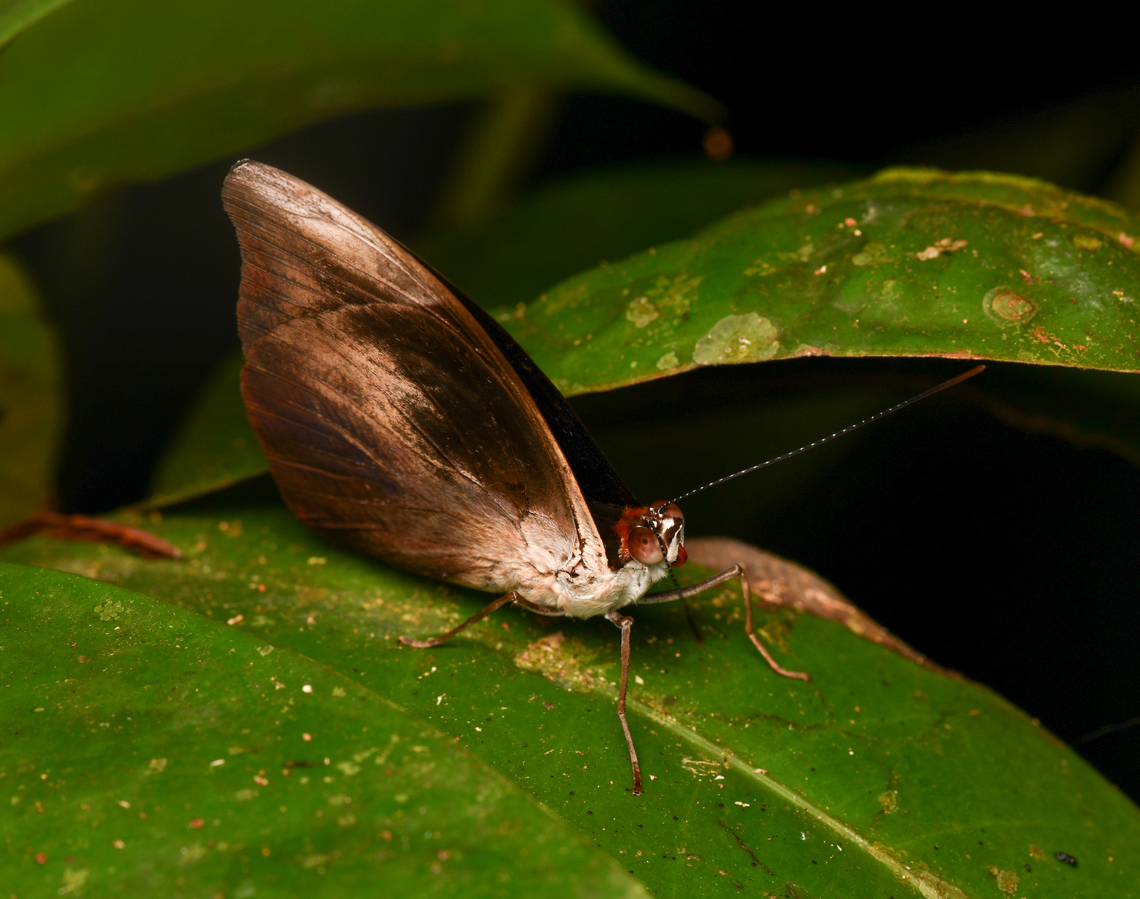 Catonephele acontius, Leticia, Colombia  Catonephele acontius,Colombia,Colombia 2024,Geotagged,Leticia,South America,Spring,Unspotted Firewing,World