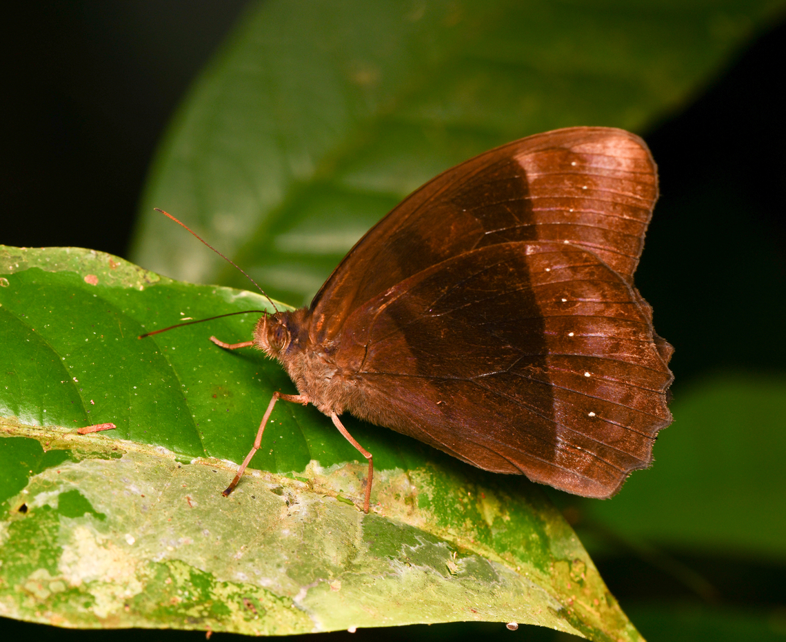 Taygetis rufomarginata, Leticia, Colombia  Colombia,Colombia 2024,Geotagged,Leticia,Rufous-margined Satyr,South America,Spring,Taygetis rufomarginata,World