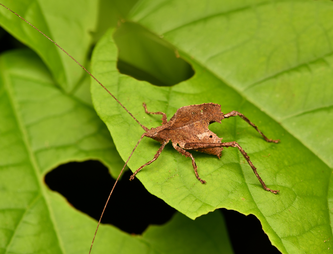 Typophyllum morrisi, Leticia, Colombia  Colombia,Colombia 2024,Geotagged,Leticia,South America,Spring,Typophyllum morrisi,World