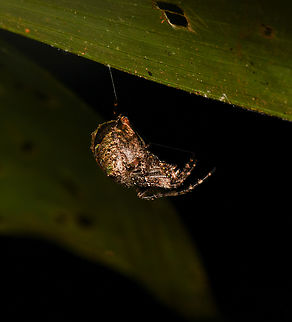 Orbweaver, Leticia, Colombia  Colombia,Colombia 2024,Geotagged,Leticia,South America,Spring,World