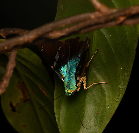 Astraptes fulgerator, Leticia, Colombia  Astraptes fulgerator,Colombia,Colombia 2024,Geotagged,Leticia,South America,Spring,Two-barred Flasher,World
