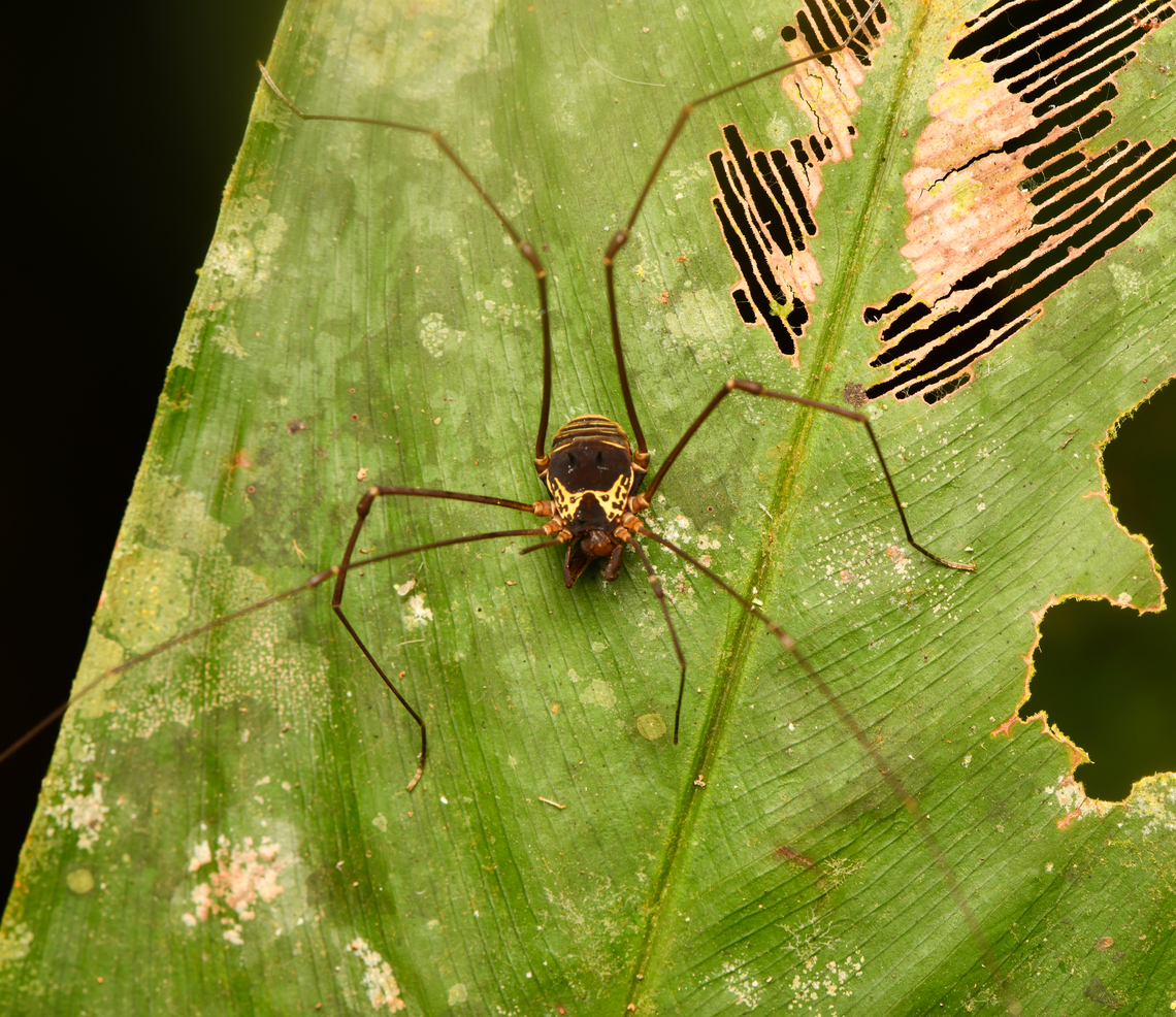 Rhaucus serratus, Leticia, Colombia  Colombia,Colombia 2024,Geotagged,Leticia,Rhaucus serratus,South America,Spring,World