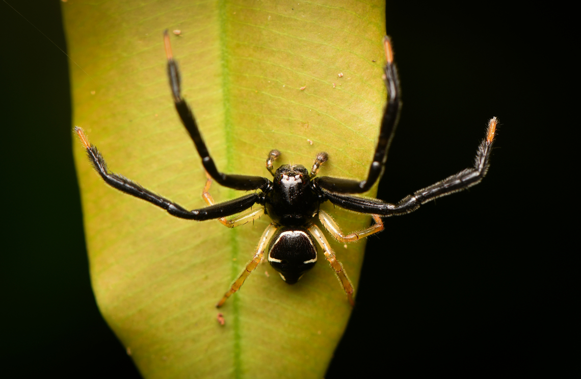 Stephanopoides simoni, Leticia, Colombia <figure class="photo"><a href="https://www.jungledragon.com/image/167889/stephanopoides_simoni_-_frontal_leticia_colombia.html" title="Stephanopoides simoni - frontal, Leticia, Colombia"><img src="https://s3.amazonaws.com/media.jungledragon.com/images/2/167889_thumb.jpg?AWSAccessKeyId=05GMT0V3GWVNE7GGM1R2&Expires=1759968010&Signature=HHaiT4CP3EXtCRL2PiPOTJ7yWOc%3D" width="200" height="134" alt="Stephanopoides simoni - frontal, Leticia, Colombia https://www.jungledragon.com/image/167888/stephanopoides_simoni_leticia_colombia.html Colombia,Colombia 2024,Geotagged,Leticia,South America,Spring,Stephanopoides simoni,World" /></a></figure> Colombia,Colombia 2024,Geotagged,Leticia,South America,Spring,Stephanopoides simoni,World