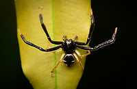 Stephanopoides simoni, Leticia, Colombia https://www.jungledragon.com/image/167889/stephanopoides_simoni_-_frontal_leticia_colombia.html Colombia,Colombia 2024,Geotagged,Leticia,South America,Spring,Stephanopoides simoni,World