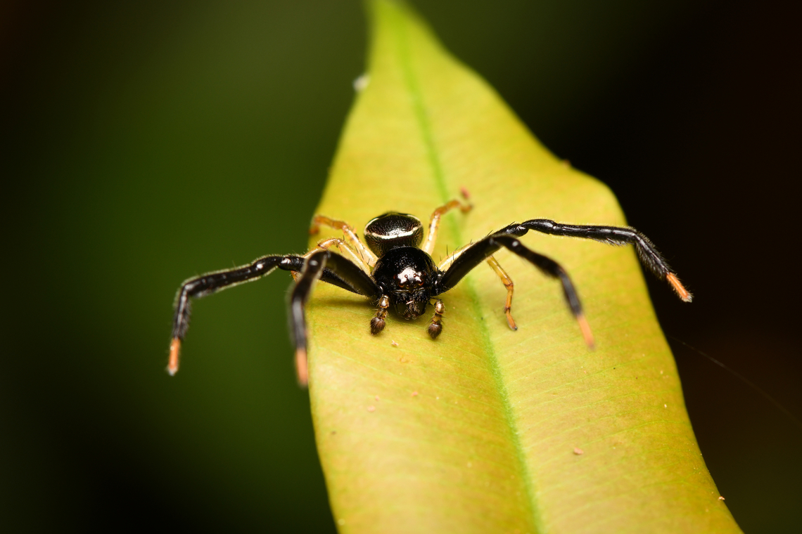 Stephanopoides simoni - frontal, Leticia, Colombia <figure class="photo"><a href="https://www.jungledragon.com/image/167888/stephanopoides_simoni_leticia_colombia.html" title="Stephanopoides simoni, Leticia, Colombia"><img src="https://s3.amazonaws.com/media.jungledragon.com/images/2/167888_thumb.jpg?AWSAccessKeyId=05GMT0V3GWVNE7GGM1R2&Expires=1759968010&Signature=zI9ny8vdGY8oIe8nWMneHvAGPI0%3D" width="200" height="132" alt="Stephanopoides simoni, Leticia, Colombia https://www.jungledragon.com/image/167889/stephanopoides_simoni_-_frontal_leticia_colombia.html Colombia,Colombia 2024,Geotagged,Leticia,South America,Spring,Stephanopoides simoni,World" /></a></figure> Colombia,Colombia 2024,Geotagged,Leticia,South America,Spring,Stephanopoides simoni,World