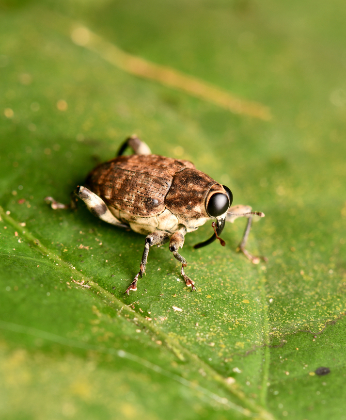 Lechriopini?, Leticia, Colombia <figure class="photo"><a href="https://www.jungledragon.com/image/167891/lechriopini_leticia_colombia.html" title="Lechriopini?, Leticia, Colombia"><img src="https://s3.amazonaws.com/media.jungledragon.com/images/2/167891_thumb.jpg?AWSAccessKeyId=05GMT0V3GWVNE7GGM1R2&Expires=1759968010&Signature=fiNac40FDxpfUleNA%2BHzB3UVBgw%3D" width="200" height="168" alt="Lechriopini?, Leticia, Colombia https://www.jungledragon.com/image/167890/lechriopini_leticia_colombia.html Colombia,Colombia 2024,Geotagged,Leticia,South America,Spring,World" /></a></figure> Colombia,Colombia 2024,Geotagged,Leticia,South America,Spring,World