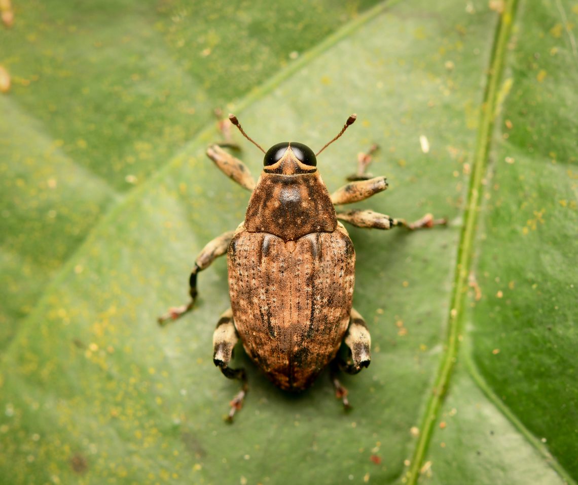 Lechriopini?, Leticia, Colombia <figure class="photo"><a href="https://www.jungledragon.com/image/167890/lechriopini_leticia_colombia.html" title="Lechriopini?, Leticia, Colombia"><img src="https://s3.amazonaws.com/media.jungledragon.com/images/2/167890_thumb.jpg?AWSAccessKeyId=05GMT0V3GWVNE7GGM1R2&Expires=1759968010&Signature=c4%2FtxXrE46ZrfqB9PrRsB6ZSpuo%3D" width="126" height="152" alt="Lechriopini?, Leticia, Colombia https://www.jungledragon.com/image/167891/lechriopini_leticia_colombia.html Colombia,Colombia 2024,Geotagged,Leticia,South America,Spring,World" /></a></figure> Colombia,Colombia 2024,Geotagged,Leticia,South America,Spring,World