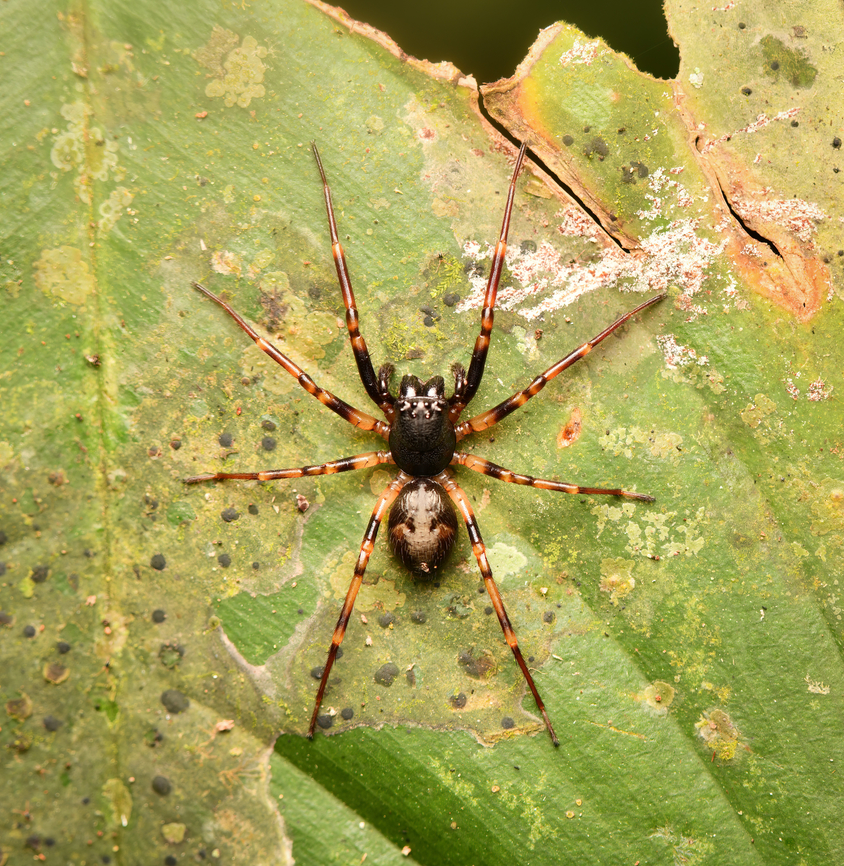 Corinnidae?, Leticia, Colombia  Colombia,Colombia 2024,Geotagged,Leticia,South America,Spring,World